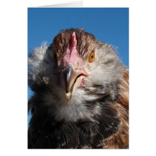 Pullet saumon Faverolle