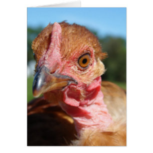 Pullet Turkin