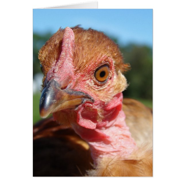 Pullet Turkin (Devant)