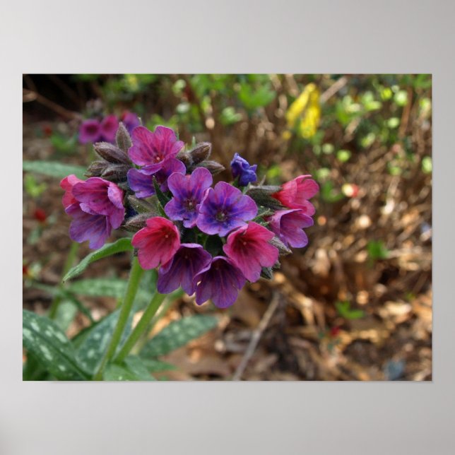 pulmonaria raspberry splash poster (Front)
