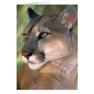 Puma, Californie