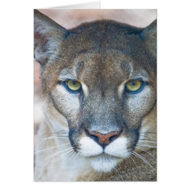 Puma, lion de montagne, panthère de Floride, Puma (Devant)