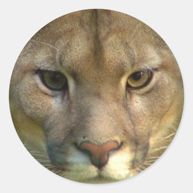 Puma Mountain Cat Stickers (Front)