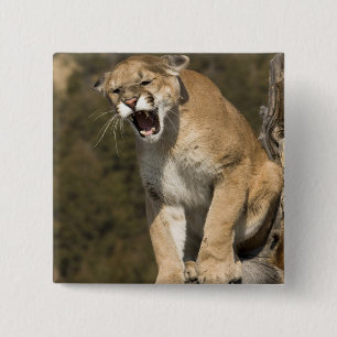 Puma or mountain lion, puma concolor, Captive - 2 Inch Square Button