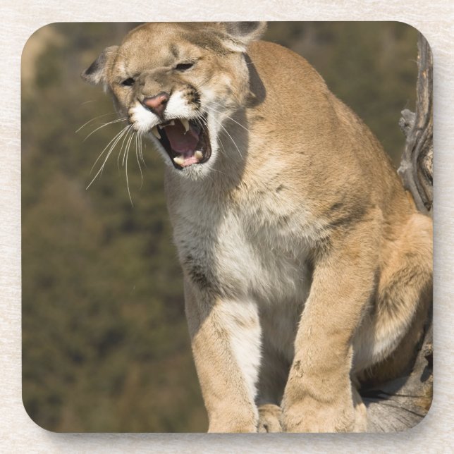 Puma or mountain lion, puma concolor, Captive - Coaster (Front)