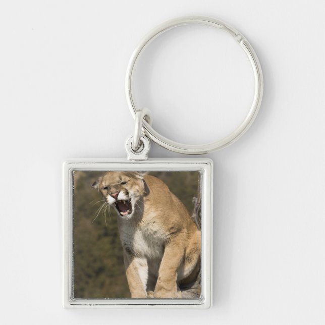 Puma or mountain lion, puma concolor, Captive - Keychain (Front)