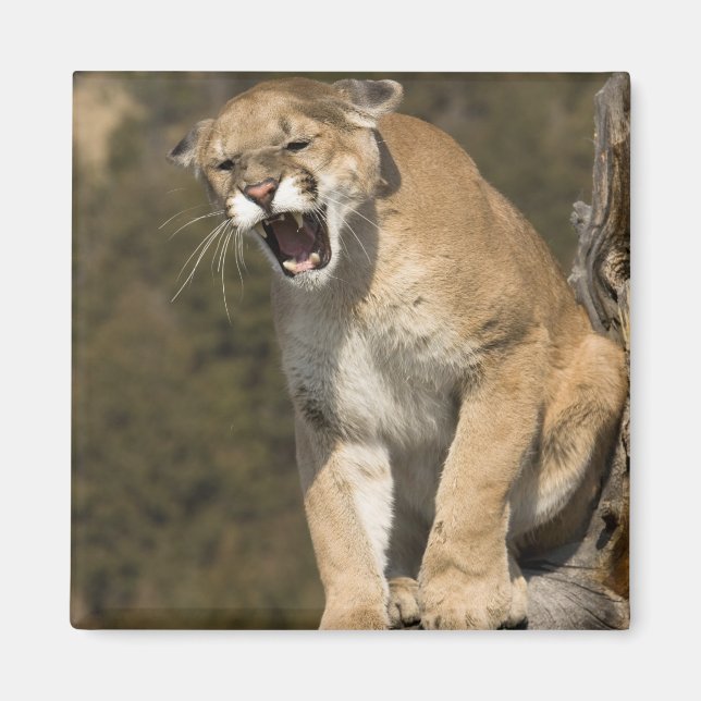 Puma or mountain lion, puma concolor, Captive - Magnet (Front)