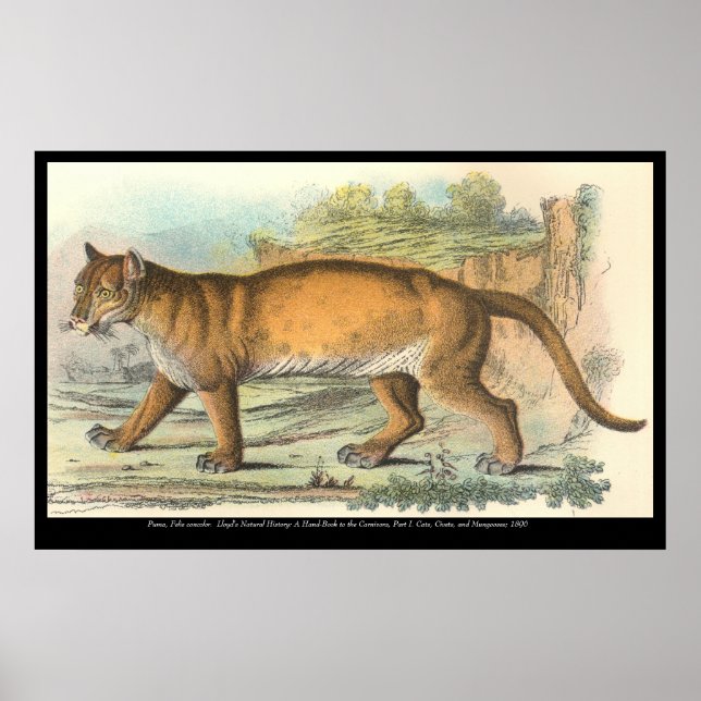 Puma Poster (Front)