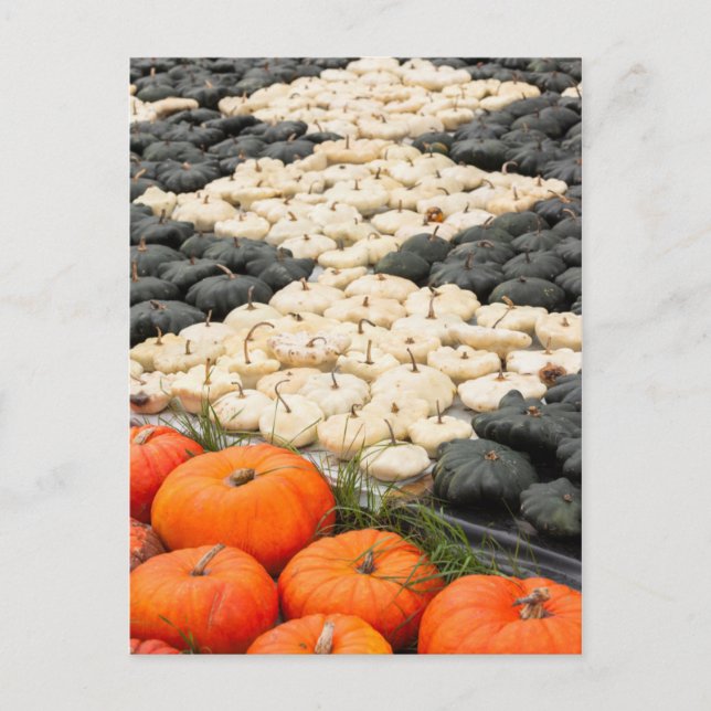 Pumpkin and squash pattern, Germany Postcard (Front)