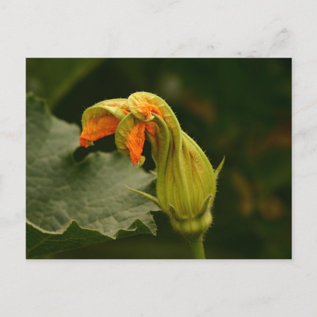 Pumpkin Blossom Postcard (Front)