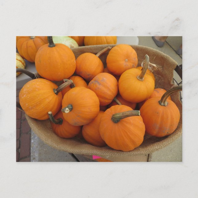 Pumpkin Bundle Postcard (Front)