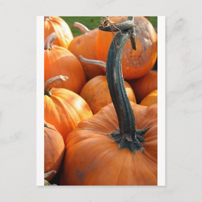Pumpkin close-up postcard (Front)