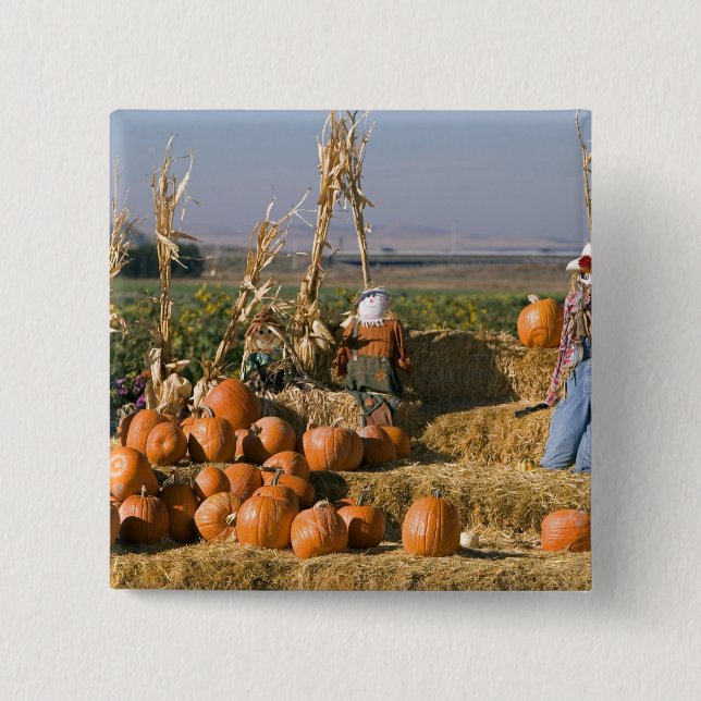 Pumpkin display with hay bales and scarecrows 2 inch square button (Front)