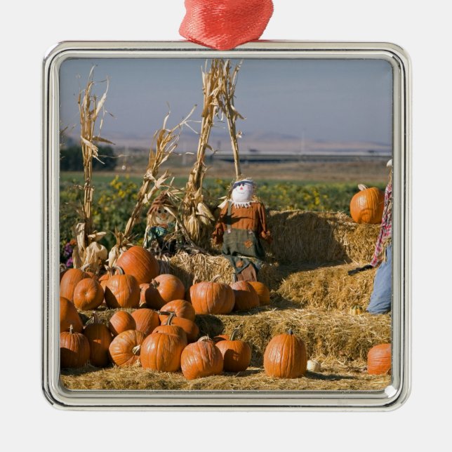Pumpkin display with hay bales and scarecrows metal ornament (Front)