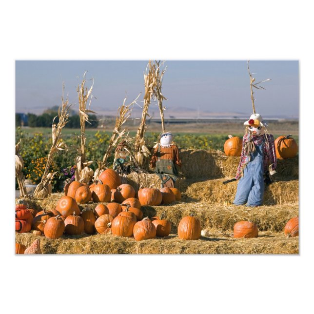 Pumpkin display with hay bales and scarecrows photo print (Front)