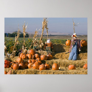 Pumpkin display with hay bales and scarecrows poster