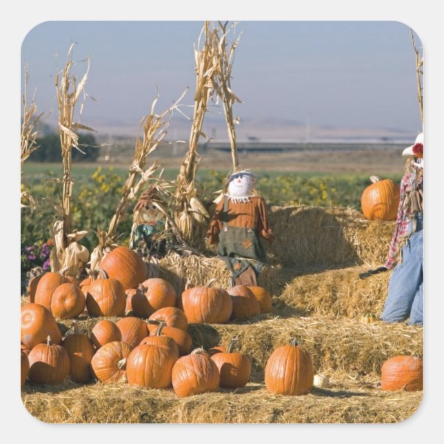 Pumpkin display with hay bales and scarecrows square sticker (Front)