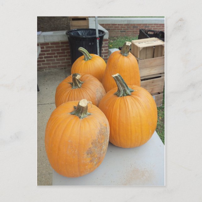 Pumpkin Group Postcard (Front)
