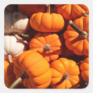 Pumpkin halloween jack o lantern orange pumpkins square sticker