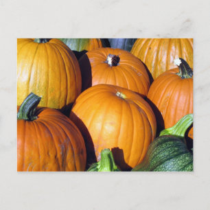 Pumpkin Harvest Postcard