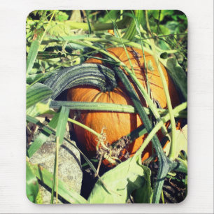 Pumpkin On Vine Nature Mouse Pad