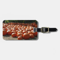 Pumpkin Patch Autumn Harvest Photography