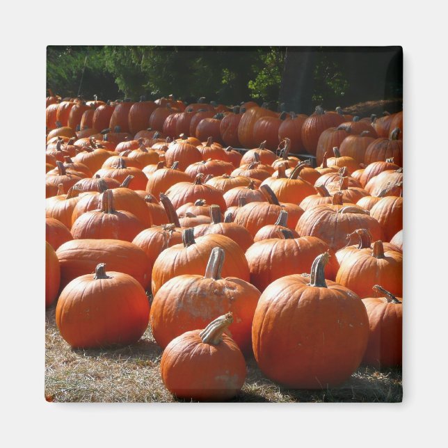 Pumpkin Patch Autumn Harvest Photography Magnet (Front)