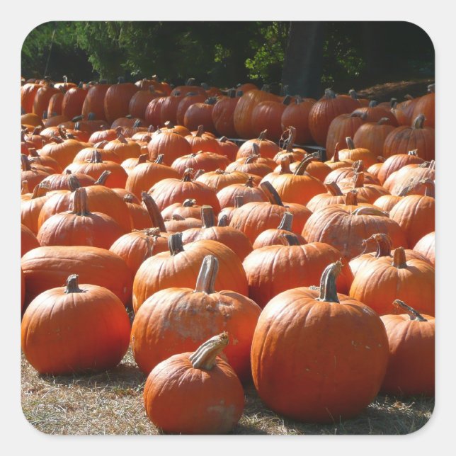 Pumpkin Patch Autumn Harvest Photography Square Sticker (Front)