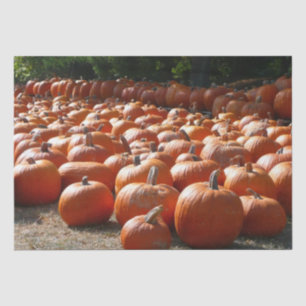 Pumpkin Patch Autumn Harvest Photography Tissue Paper