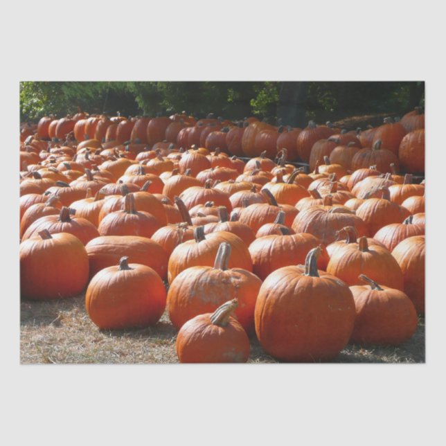 Pumpkin Patch Autumn Harvest Photography Tissue Paper (Front)