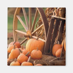 Pumpkin Patch Magnet