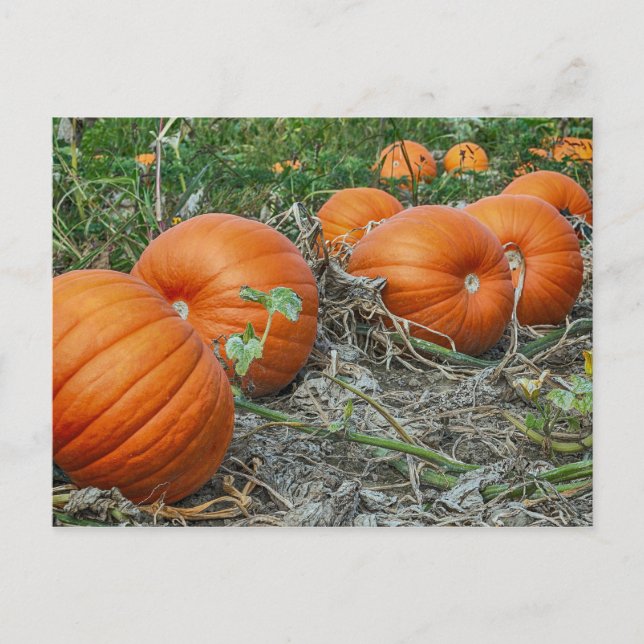 Pumpkin Patch Photo Postcard (Front)