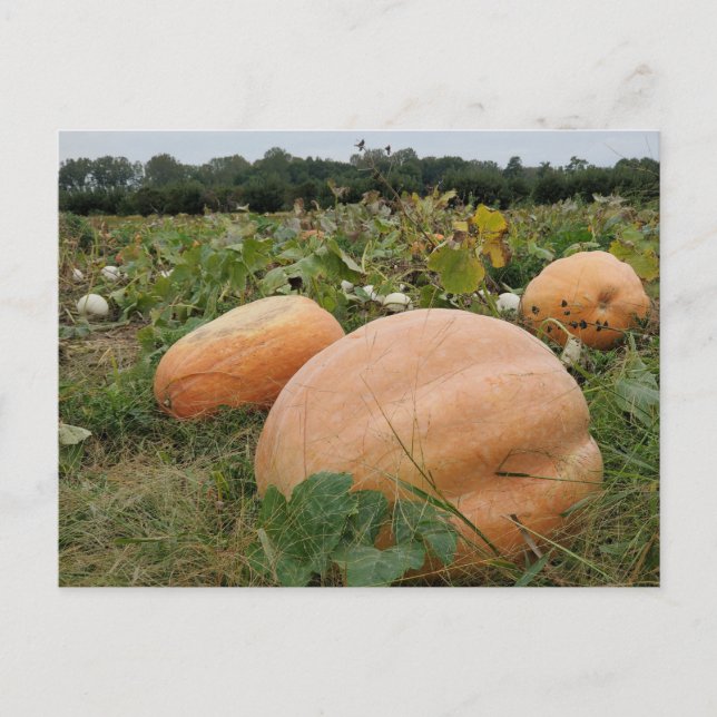 Pumpkin patch postcard (Front)