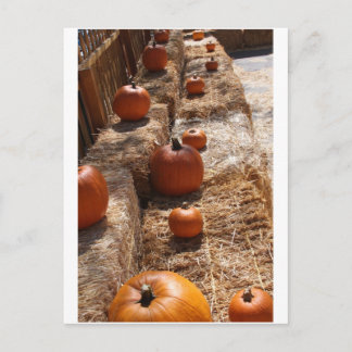 Pumpkin Patch Postcard