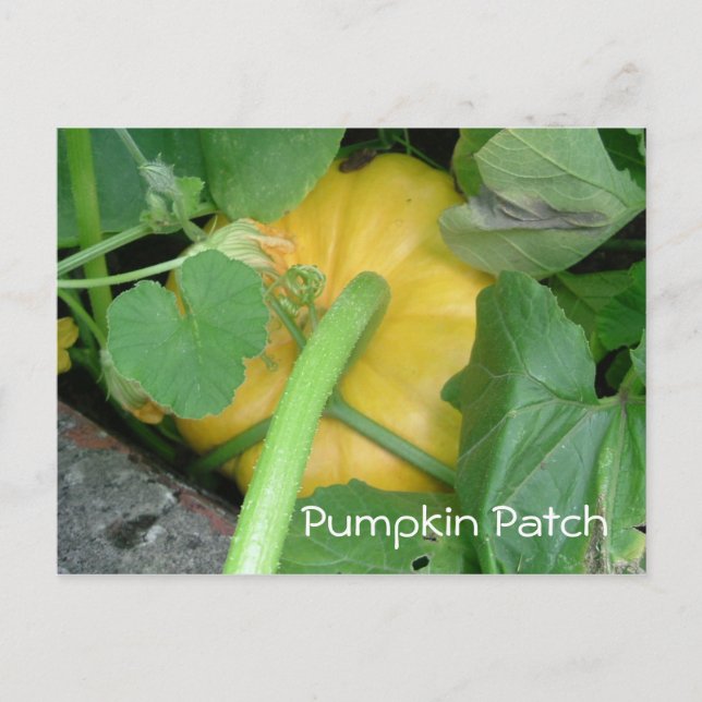 Pumpkin Patch Postcard (Front)