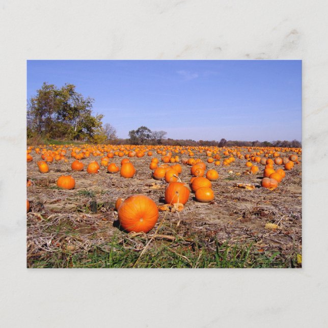 Pumpkin Patch-postcard Postcard (Front)