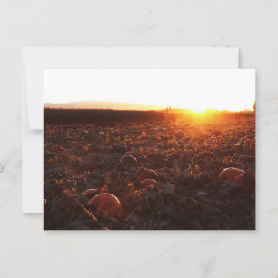 Pumpkin Patch Sunset B Postcard