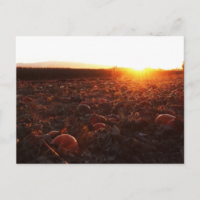 Pumpkin Patch Sunset B Postcard (Front)