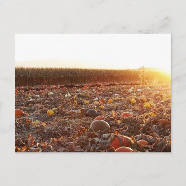 Pumpkin Patch Sunset C Postcard (Front)