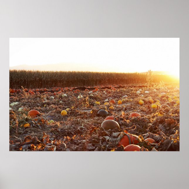Pumpkin Patch Sunset C Poster (Front)