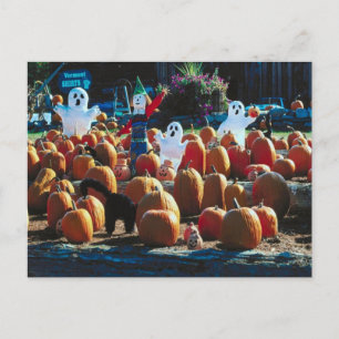 Pumpkin Patch with Ghosts - Postcard