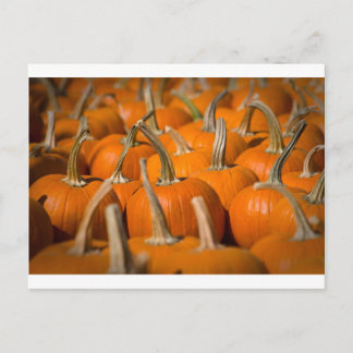 Pumpkin picking postcard