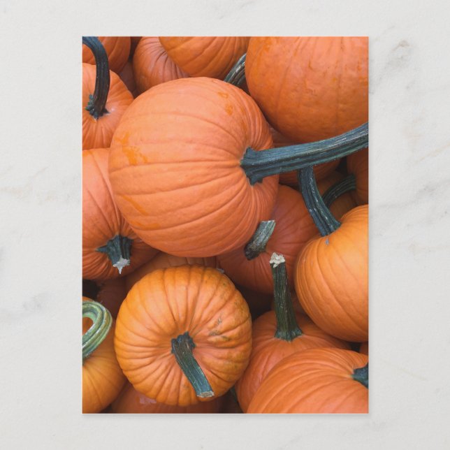 Pumpkin Pile! Postcard (Front)