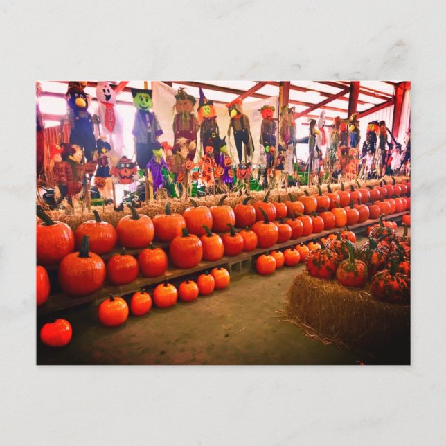 Pumpkin Postcard (Front)