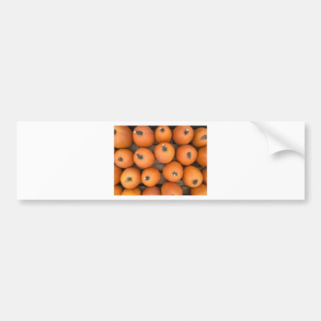Pumpkin Rows Bumper Sticker (Front)