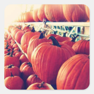 Pumpkin Sticker