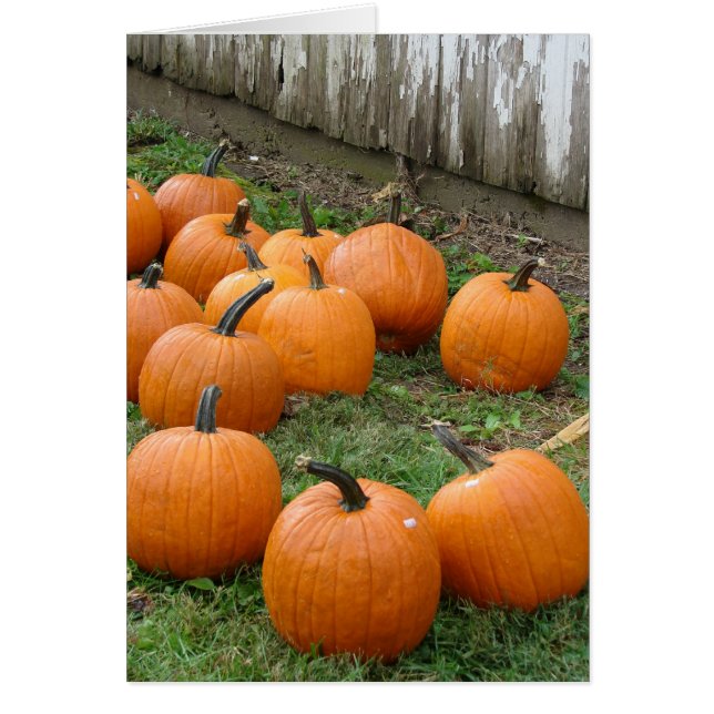 Pumpkins (Front)