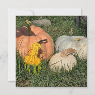 Pumpkins and Gourds Holiday Card