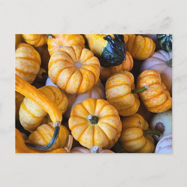 Pumpkins and gourds holiday postcard (Front)