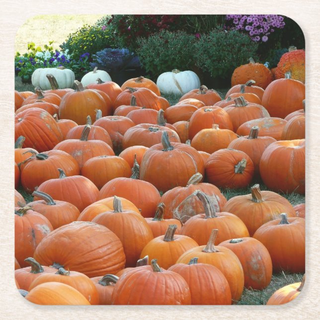 Pumpkins and Mums Autumn Harvest Photography Square Paper Coaster (Front)
